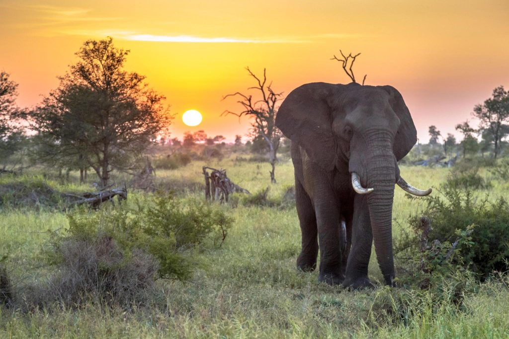 The Big Five Add to The Iconic Heritage and Natural Grandeur of South Africa
