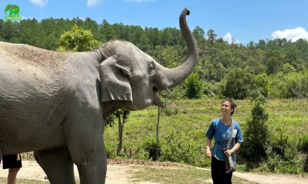 Koh Phangan Elephant Sanctuary guide with Samui Elephant Haven insights